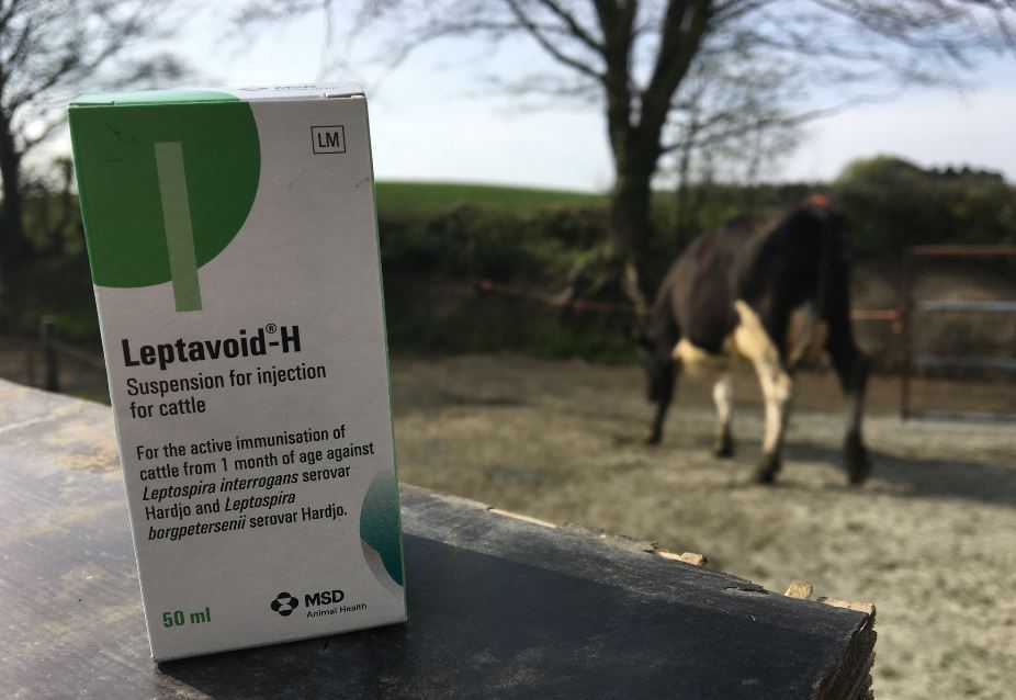 msd_ah's tweet photo. ** Competition time**

To win a Leptavoid-H sleeveless jacket simply
- Retweet with answer
- Tag two friends

Q: How many strains of Leptospirosis does Leptavoid-H protect against?🐄����😀

Ends Monday (13.04.20)
#Bovilis #Breeding2020

 Answer in link: https://t.co/g3wkga6SAc https://t.co/1VB1bXBTL0