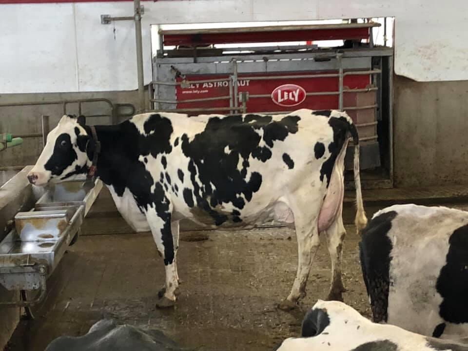 cogentbreeding's tweet photo. #SiredByCogent SUPERSHOT in Canada 🇨🇦
Farmers across the globe are delighted with the added quality that SUPERSHOT daughters are showing with great attachments and mammary systems.
For more on SUPERSHOT visit our website - https://t.co/FmCZHJJ26O
#BeProfitableBeCogent https://t.co/8cVhdXgWV0