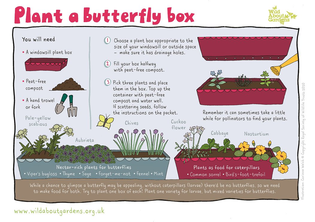 Many butterflies and moths are declining BUT by planting the right flowers you can help them out!
Download your FREE guide on planting for butterflies👇 
wildaboutgardens.org.uk #WildAboutGardens 🦋🌸🌱
