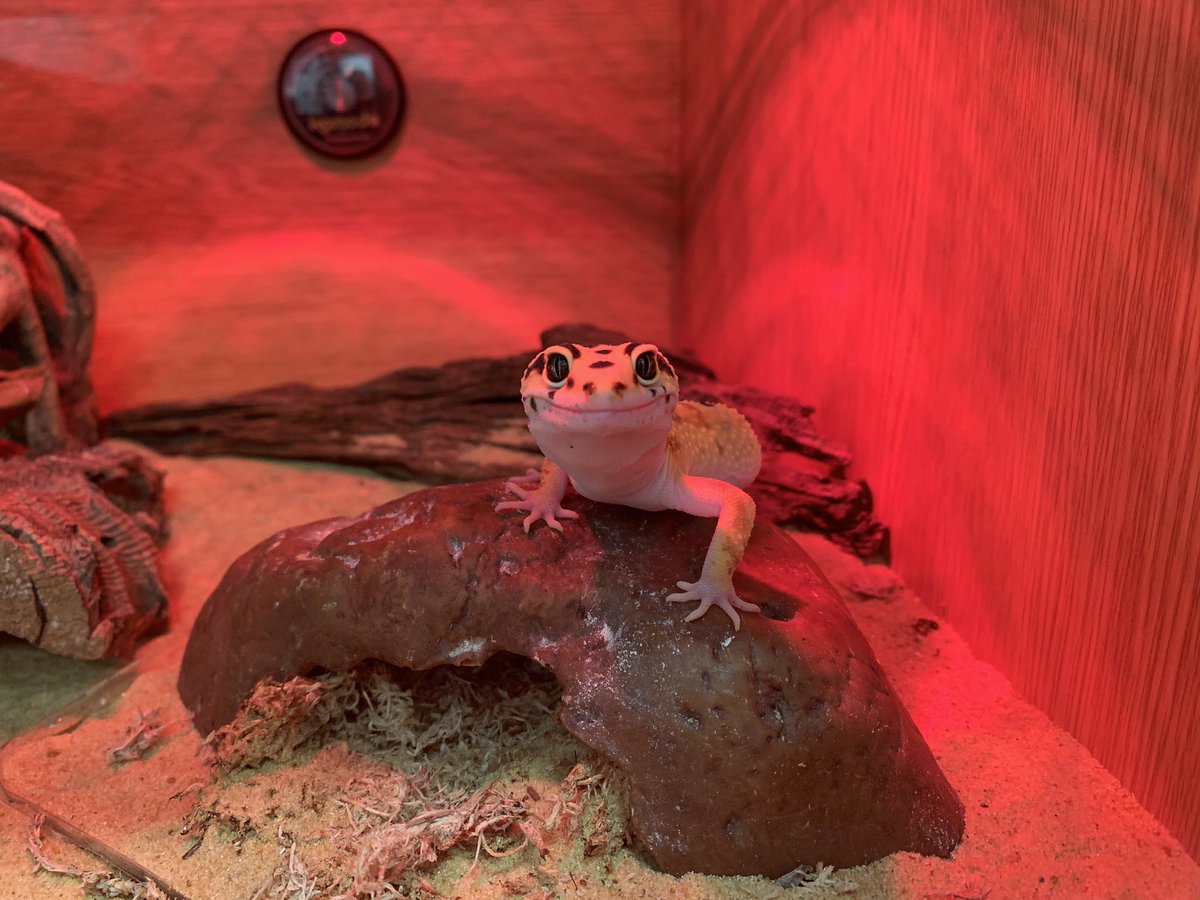 PetPerfection's tweet photo. Smileeee 😌🦎 keeping positive through everything 🙌 #gecko #geckosofinstagram #petperfection #shoplocal #staysafe https://t.co/f6AkT7Q6Ca