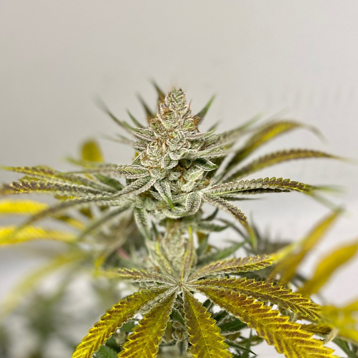 Slater_Center's tweet photo. Check out our newest strain -- Strawberry Lemonade #6. Finally ready for harvest today. It will be on our shelves and available for our patients soon. Can’t wait! #slatercenter #cannabiscommunity #cannabisismedicine #livebetternaturally #inthistogether https://t.co/bms6td8UH9