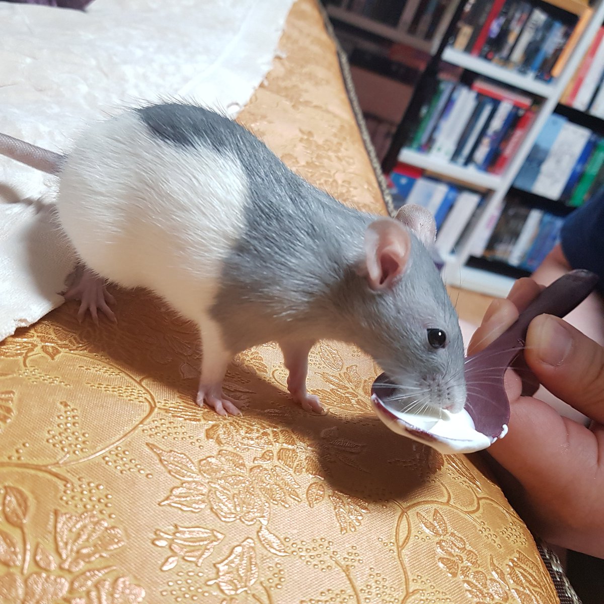 요거트먹는 레모니☆