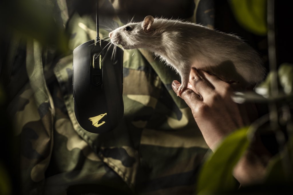 aorus_es's tweet photo. AORUS M4...😍😍😍
El ratón bueno y barato 👌🏼
#gamingmuse #gamingmice #AorusM4 #aorusmouse #aorusmice
#PCgaming #gamingpc #pc #pcmods #pcbuild #pcmodding #pcgamers #pcbuilds #pcgamingsetup #pcgamer #custompc #AORUS #GIGABYTE #TeamUpFightOn https://t.co/9GwZMVXASA