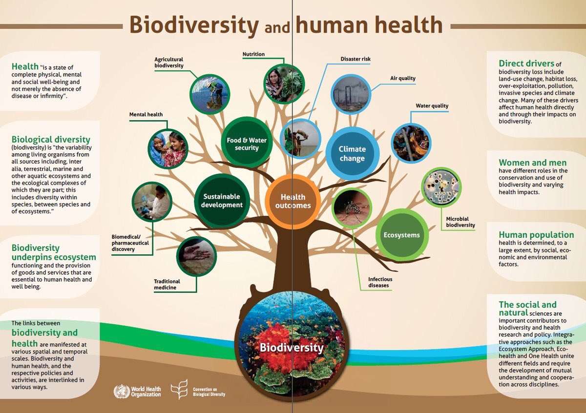 #FunFact: you're more interconnected with #biodiversity than you might think! 🌳🐦🦠

For instance, #DYK biodiversity promotes food &amp; water security, fosters #SustainableDevelopment, safeguards public health AND mitigates #ClimateChange?

Learn more here👉 cbd.int/health/