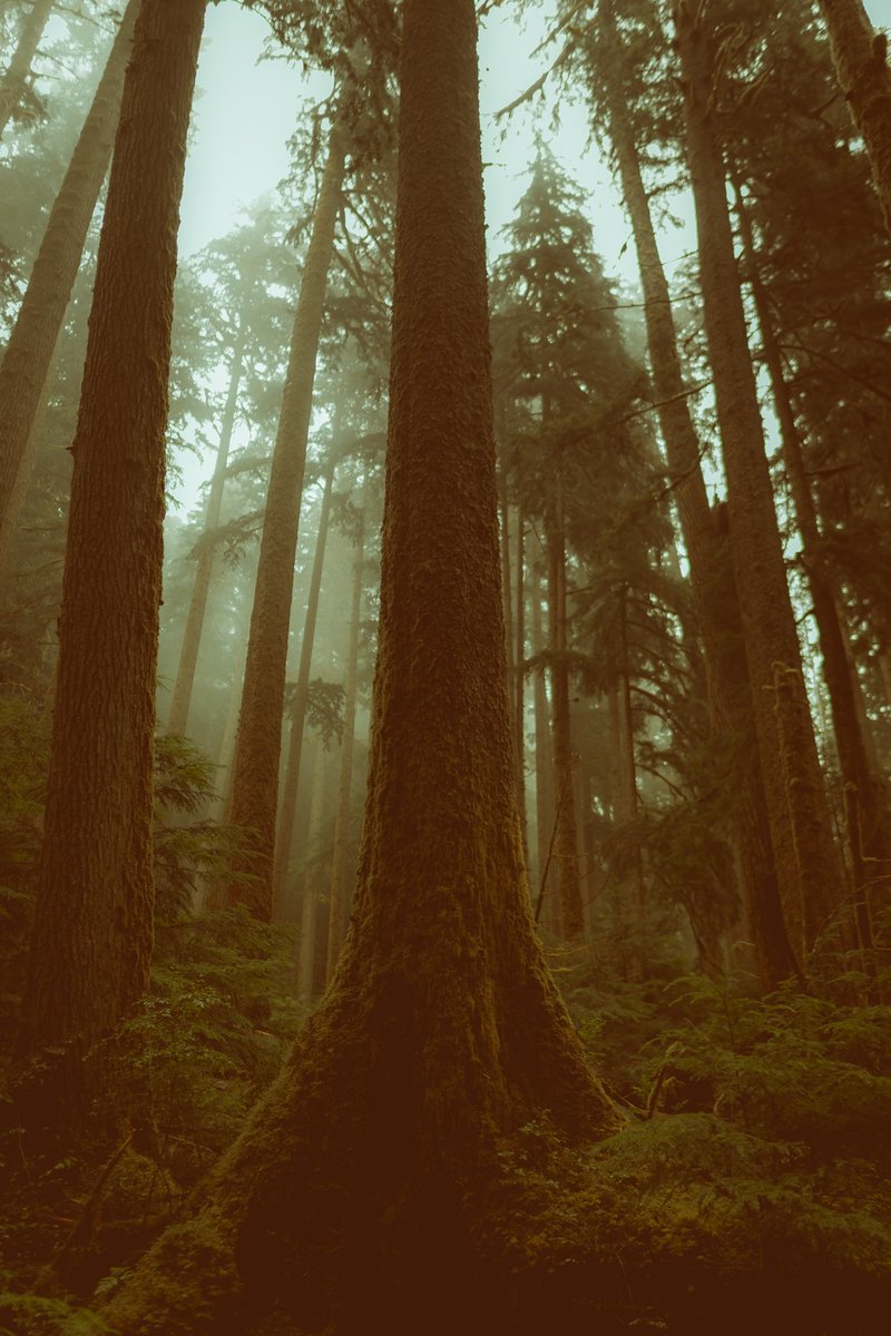 briscoepark's tweet image. Photos I took in the Pacific Northwest