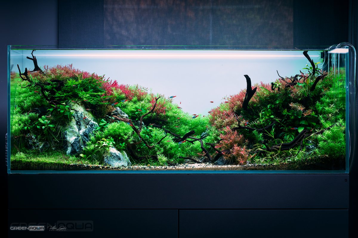 GreenAquaShop's tweet image. The aquascape by Filipe Oliveira from Aquaflora is 14 months old now. What a beauty! 😍The photo was captured today in the showroom. Needless to say, we love it! 👍💚

#greenaqua #faao #aquaflora #filipeoliveira #aquascaping #aquascape #plantedtank #plantedaquarium #aquaticplants