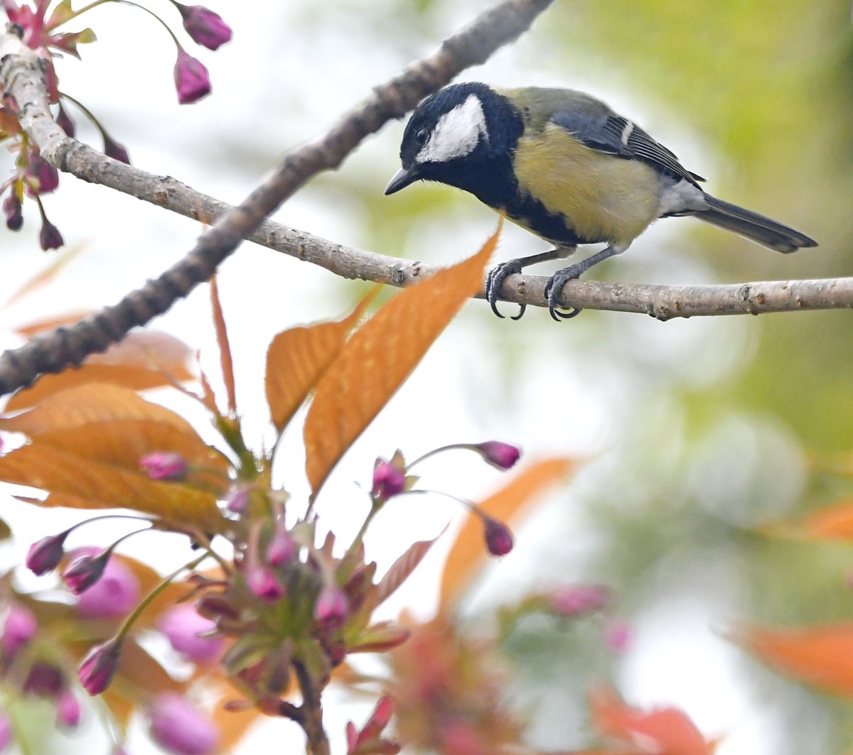 16. Great Tit An occasional visitor to my garden, I took this photo yesterday in my flowering cherry. It flew off a second later, just the 2nd time I've seen one during lockdown. #LockdownGardenBirdsSeen 