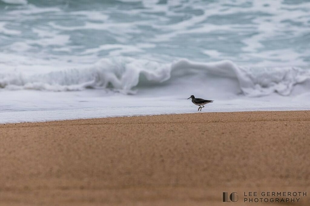 LeeGPhoto's tweet photo. Beach days are for the birds.⠀

#hawaii #kauai #birdwatching #birdphotography #waves #ocean #igershi #ighawaii #travelphotography #birdsofinstagram #igersnh #ignewengland #photography #stopthemotion #eye_spy_birds #kauaihawaii #kauaiadventures #kauail… https://t.co/CyCDeQMhKQ https://t.co/Ms2pWIZ5Jd