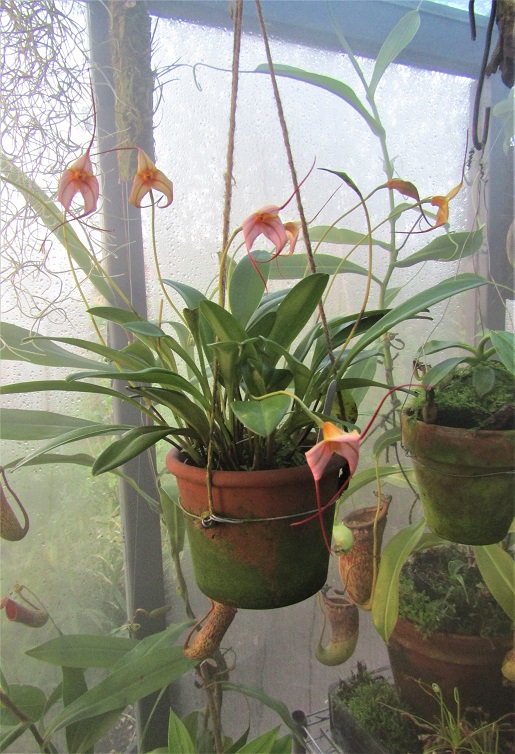 STEAMY NIGHTS..new plants settling in well into the #cloudforest #greenhouse. Nice Dracula cross plant from @burnhamorchids flowering after a year or so  #seedsowing #orchids #nepenthes