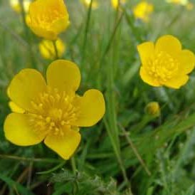 As the sunshine of the group, what better birth flower for Hoseok than the bright yellow buttercup. It means innocence and all the boys agree it suits him so well. Our hope! @BTS_twt