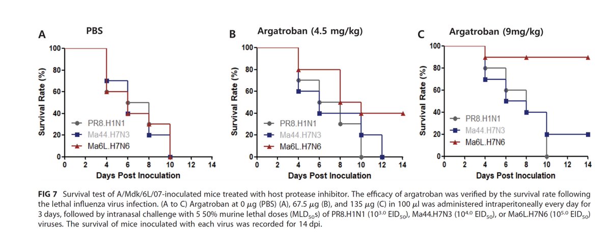 Getting all kinds of interesting DMs and emails. Here is one exploring how avian influenza uses a thrombin like protease to replicate in vivo. They then use the direct thrombin inhibitor, argatroban, in mice and see this https://mbio.asm.org/content/10/6/e02369-19