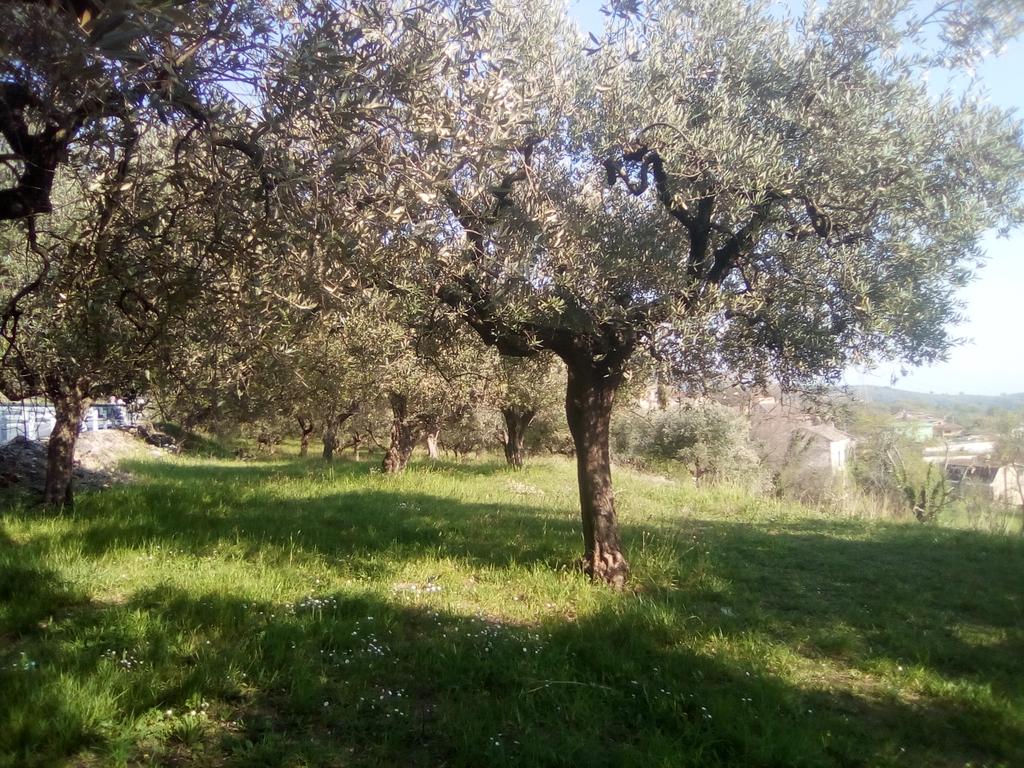AdrianoNapoli6's tweet photo. Gli ulivi si ricorderanno del mondo https://t.co/FLL7LAWcUk