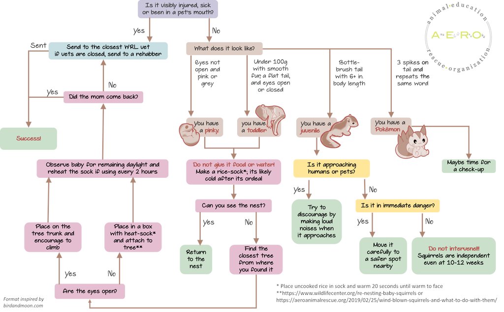 You found a squirrel!?! Do this next! aeroanimalrescue.org/2020/04/09/you…