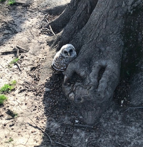 kcpolice's tweet photo. Officers Powell &amp; Kelloff were patrolling on foot in Loose Park yesterday when they saw this baby owl stuck on the ground next to a tree. They called @KCMO Animal Health &amp; Safety, which transported the little one to Lakeside Nature Center. https://t.co/dKfQFbjGjN