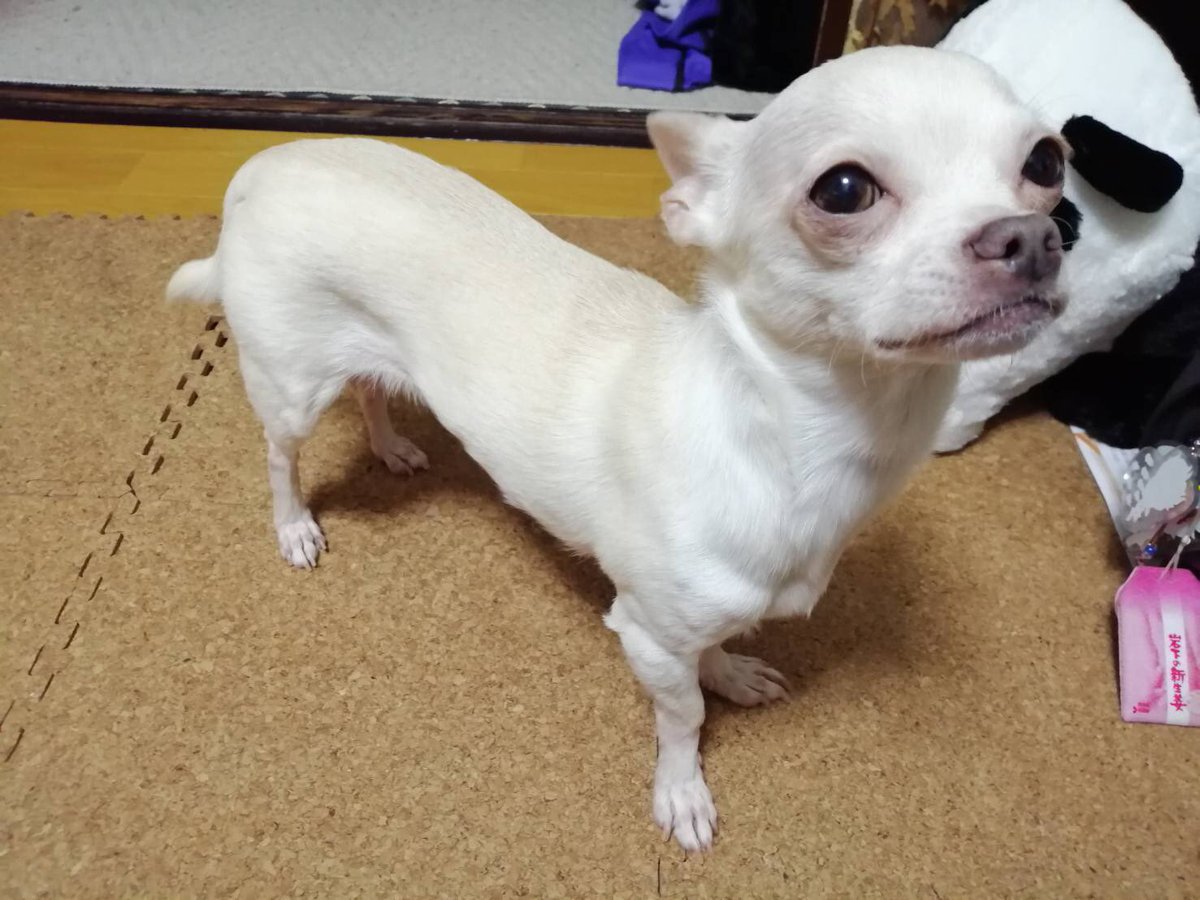ウナギ犬 ウナギ犬