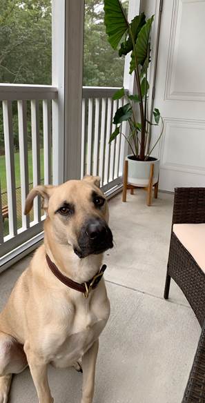 🐾MEET OUR STAFF!

Bella our Minister of Fluff and Brodie our Snuggle Ambassador are working very hard to keep our spirits high!
#mentalhealth #stress #dogs #stressrelief #ThursdayMotivation #puppies #COVIDー19 #ThursdayThoughts