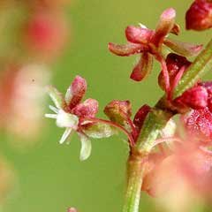 Jin's birth flower is Sooyoung/ Rumex which means love. Our WWH never fails to express his love for Army, or to show his love in little ways to his band mates, what a perfect meaning!  @BTS_twt
