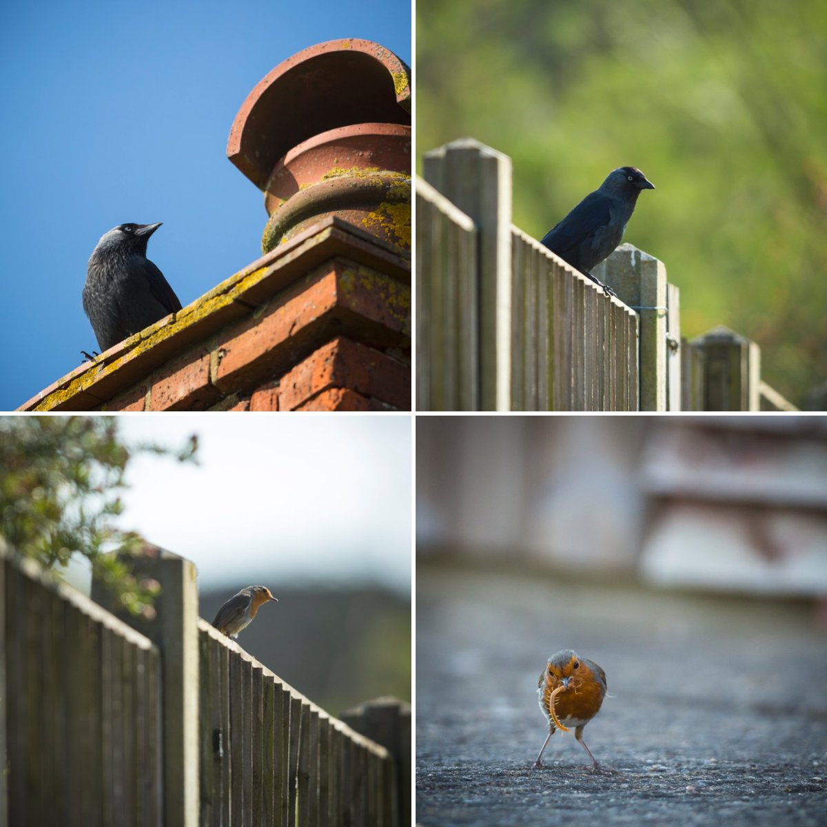 Countrywidepics's tweet photo. Sat in the garden watching the wildlife in the afternoon sun @RSPBEngland @CanonUKandIE #birds #robin #jackdore #feeding #sunshine #lockdown #wildlife  #lockdownday23 #StayAtHome https://t.co/7nWtsgOgDh