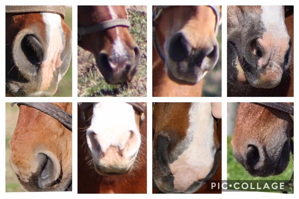 SHECherd's tweet photo. Here’s a tricky one! Can you guess all the horses noses? Only one is not a current member of the herd. https://t.co/Wl4IqZJcK1