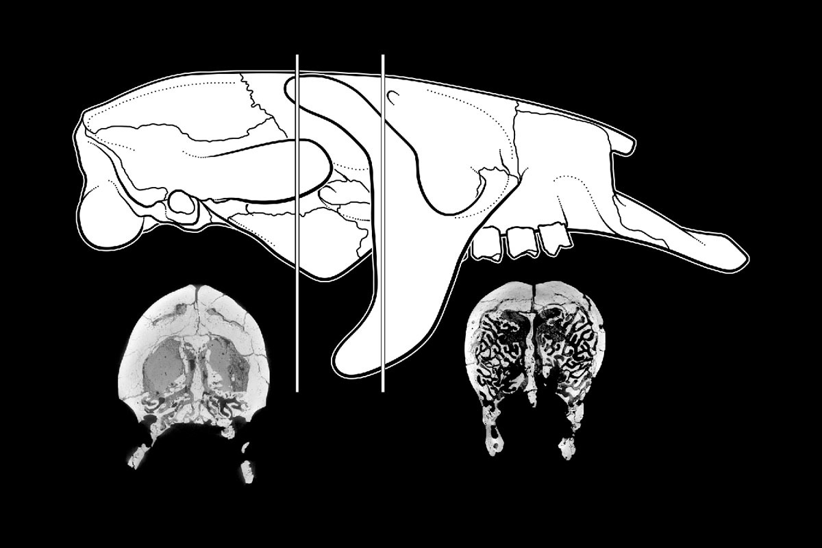 Aquatic sloths didn't only have dense ribs & limbs but they were literally thick skulled! Their terrestrial relatives had thin-walled skulls which enclosed many empty spaces. The aquatic sloth's skull walls are thick, spaces partly filled with dense bone! (Amson et al 2018)