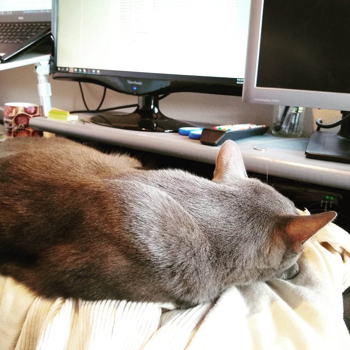 katmarcelolewis's tweet photo. This coworker pulled an all-nighter to meet a deadline. I'll give him a pass.
#workfromhomewithcats #QuarantineCats https://t.co/Kf2jxiu7gv