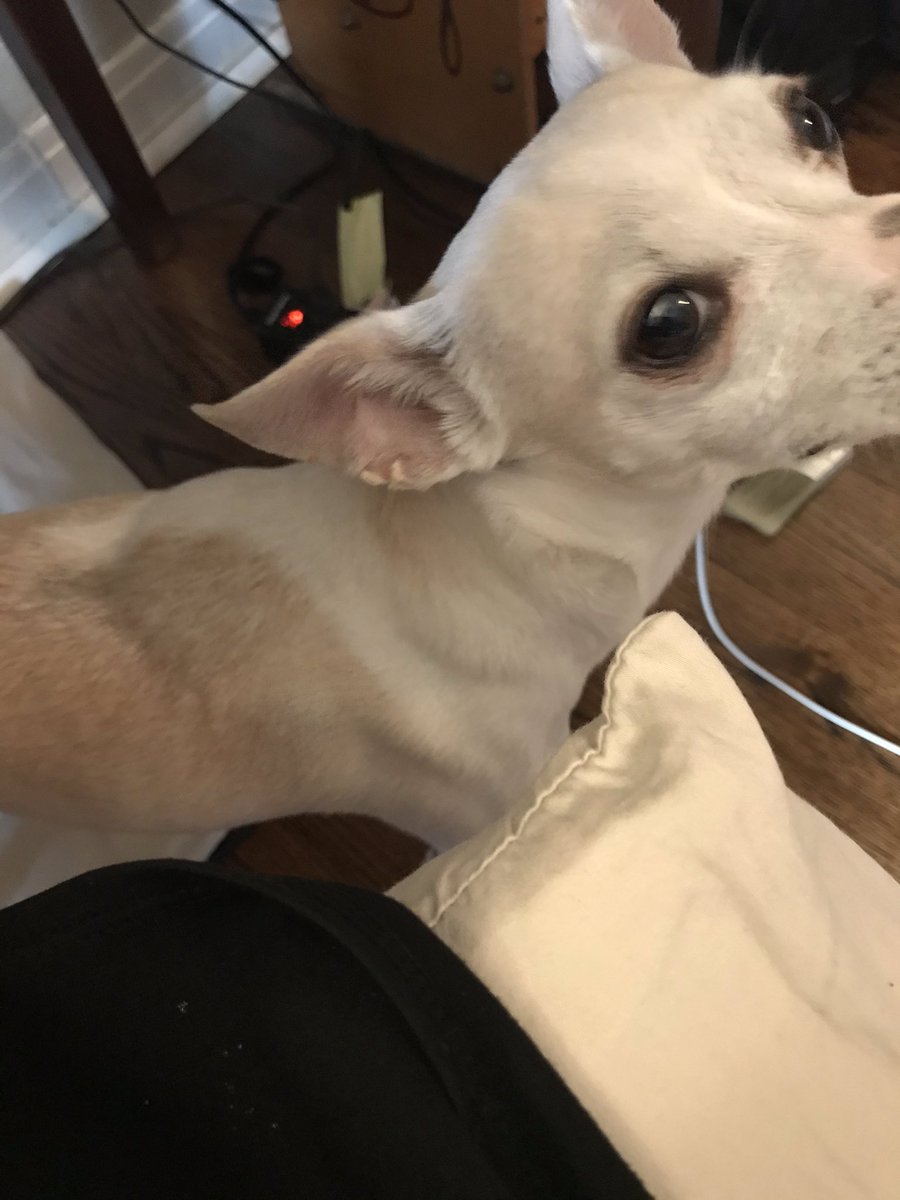 Pinonica's tweet photo. Now that Iโm home all of the time, there always seems to be a canine hovering while I eat. #itsnotforyou #youdontevenlikeeggs #wfh #dogsoftwitter https://t.co/UDwQbngXZh