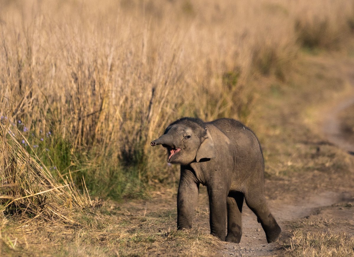 Shanxix's tweet photo. Hey you!! What do you think you are doing here? The Elephant calf seems to be asking!! 
This little fella was very interested in knowing what these strange creatures were, making clicking noises every time he moved!!
#21daychallengeBW https://t.co/QT6uUMViDH