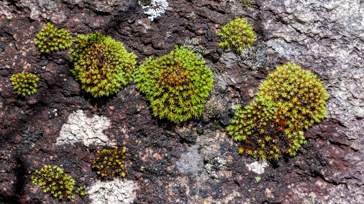 Cypseloides's tweet image. #dailymoss flourishing on bare rock, an extreme substrate for the simplest of existences. Isn't that amazing? 598 species thrive in the Pacific Northwest alone. You know what to do...