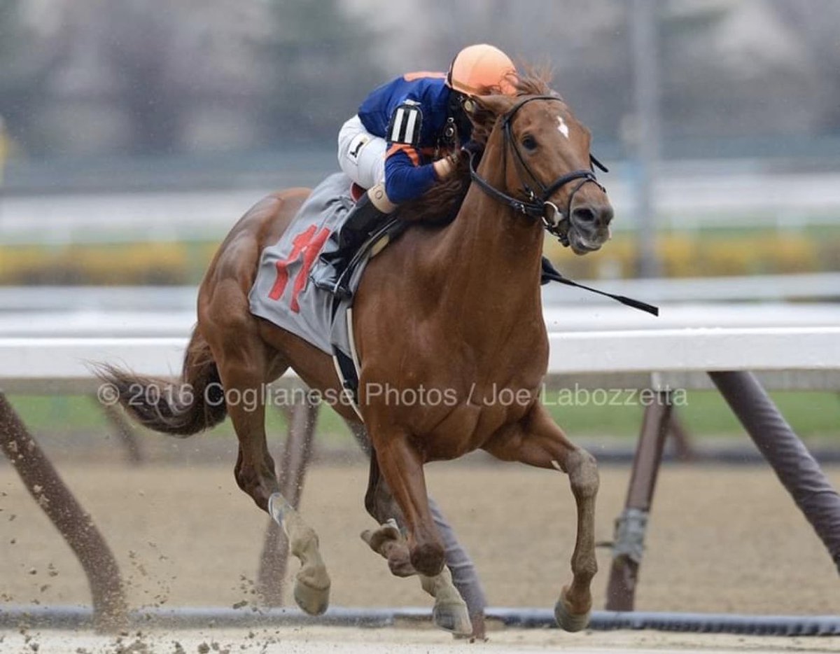 On this day 4 years ago a freak in the making broke his maiden at Aqueduct. He lead me on a journey I never thought I’d see in this game so young in my career. Thanks for the memories Biscuits! Horses like you don’t come around so often. 🙏 for another! #MINDYOURBISCUITS #NYB