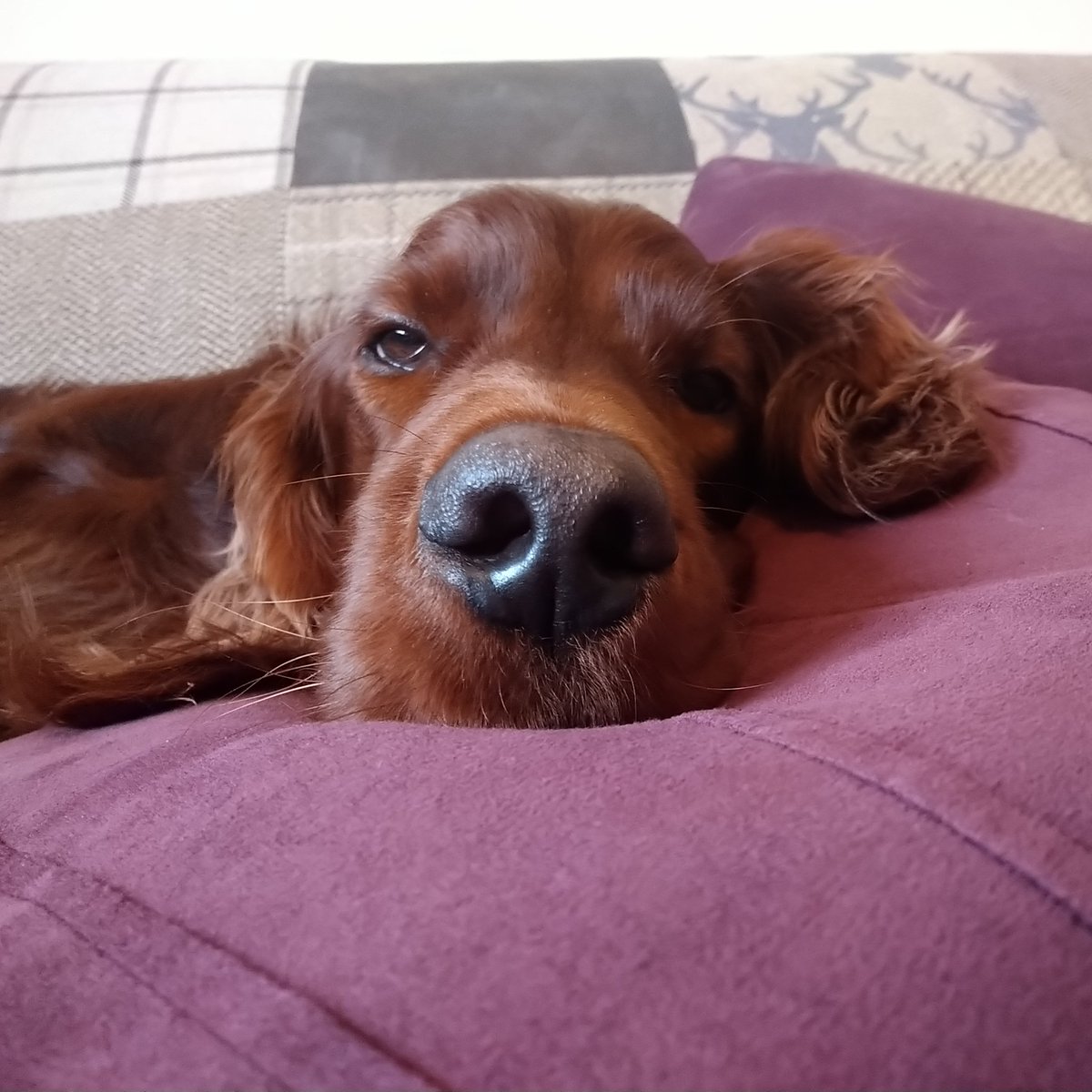 Feeling a bit sorry for myself today. Have got a poorly tail, so I'm  getting lots of cuddles and extra snoozes 🤕
#feelingpoorly #extracuddlesneeded