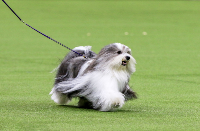 WKCDOGS tweet picture