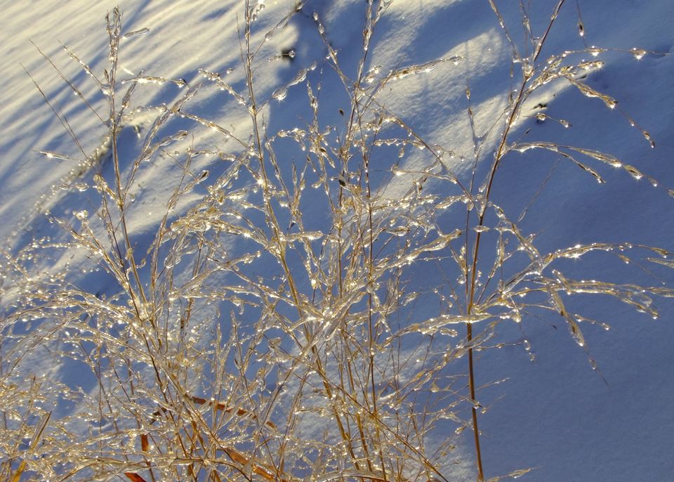 It's Day 9 of #OhioNativePlantMonth! Our #nativeplant for April 9th is...  Switchgrass (Panicum virgatum)

Switchgrass is often used in rain gardens and provides excellent nesting and cover for birds. It can also be used for erosion control and bank stabilization.