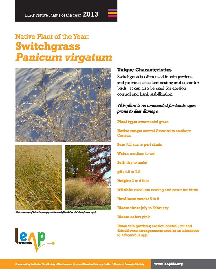 CMNHedu's tweet photo. It's Day 9 of #OhioNativePlantMonth! Our #nativeplant for April 9th is...  Switchgrass (Panicum virgatum)

Switchgrass is often used in rain gardens and provides excellent nesting and cover for birds. It can also be used for erosion control and bank stabilization. https://t.co/VUdxIlbt0R