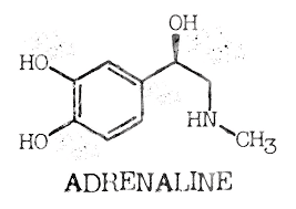 32/ In the adrenal glands the adrenaline content doubled and the noradrenaline level dropped by 11% in comparison with that in unirradiated animals.