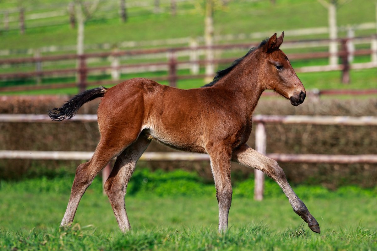 AlShaqabRacing's tweet photo. Remember when #DohaDream scored in the Qatar Prix Chaudenay on Arc Day?
The son of Shamardal has retired to #HarasduHoguenet since, and is now proud to introduce his 1st babies 🤩
📷@zuzanna_lupa
#stallion #thoroughbred #racehorse #firstfoals #nationalhunt https://t.co/QlZzH7yU6P