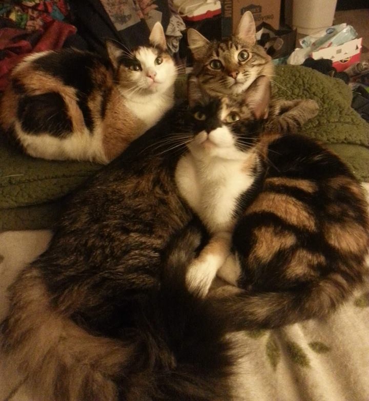 StardustChasm's tweet photo. Hi, I'm Hare!
I'm an alter in a polyfragmented DID system. We're autistic, disabled & recovering from homelessness with our partner(s) @CascadesTaurus & our 3 cats!
https://t.co/KjVEhzgXkC
https://t.co/GUHQ0S24yO
https://t.co/R0ch4bJcOW
Please follow to learn more about us! π https://t.co/s3NACZSr2B