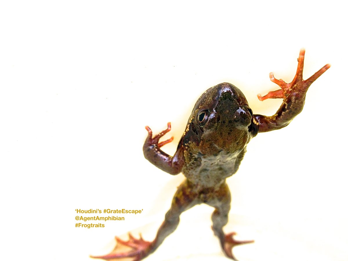 AgentAmphibian's tweet photo. #HighFourAmphibians! Reaching out to all #HERper-s &amp; #FrogCollaborator-s on IG! Post your IG name/link in comments &amp; we'll come find you👋🐸💚

@LuckyFrogLog+I are=> https://t.co/Ro4ZIwZ6uD

#herpsofinstagram #amphibiansofinstagram #frogsofinstagram #toadsofinstagram #Frogtraits https://t.co/TRHe9Ofwq4