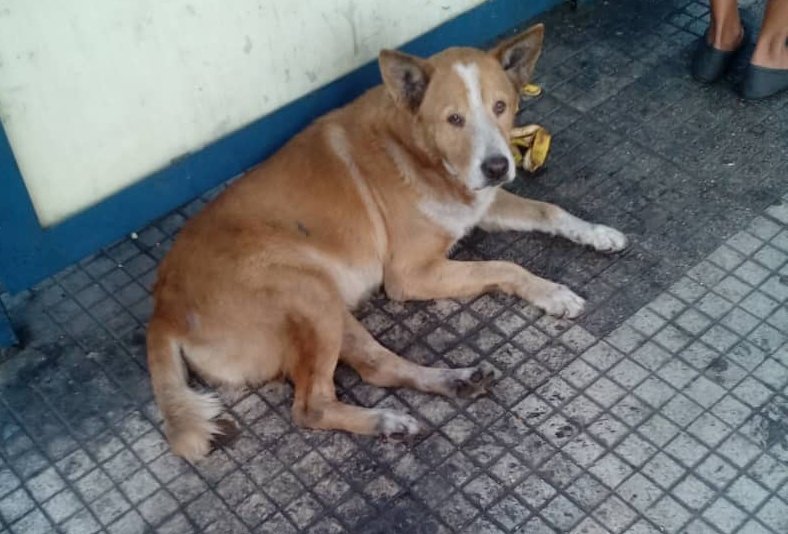 PerroUsuario's tweet photo. Reporta @Reyis23: Buenas tardes me informan q este perro tiene una herida en una pata el hace vida en los alrededores de la estación Artigas y el centro comercial los molinos, San Martín Caracas.  por favor quien pueda ayudar con algún cicatrizante o spray https://t.co/H83ap811qi