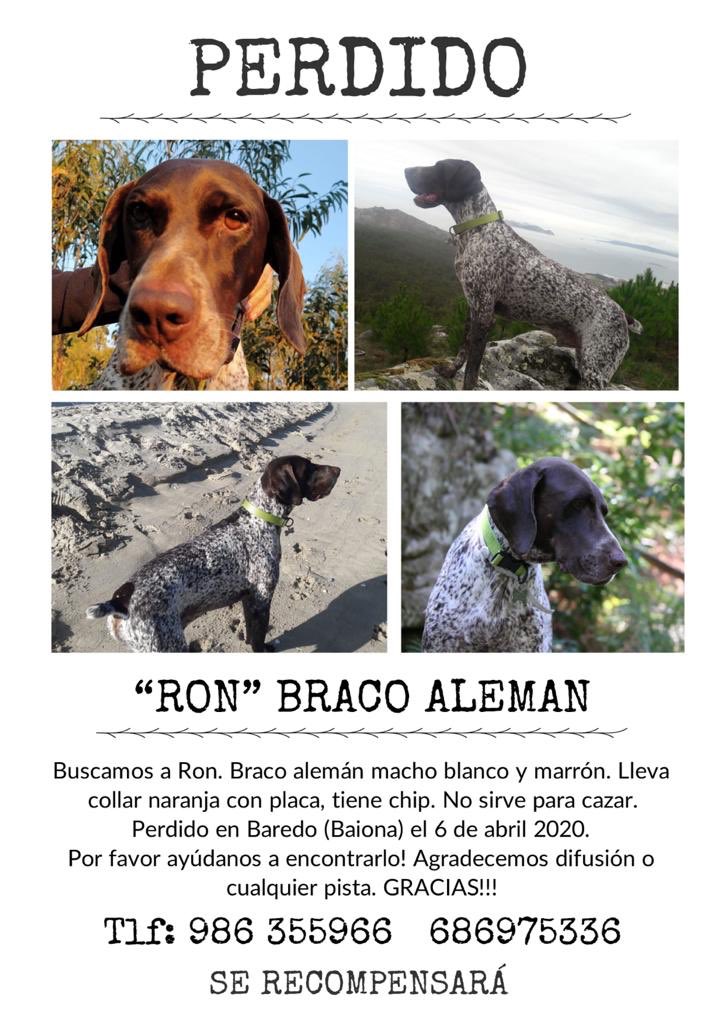 AlmaCanina's tweet photo. Galicia, Baiona, Baredo... Ron se ha perdido!!!
Nos ayudas? Comparte, por favor 🙏🏼 https://t.co/ax3srVbse3
