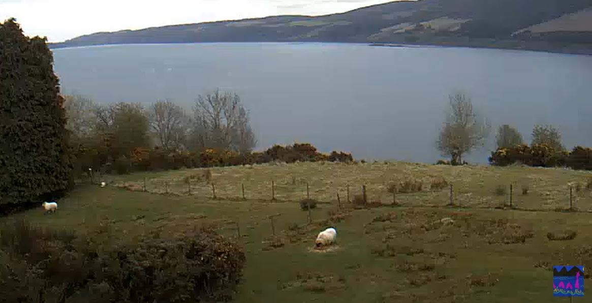 Is there a  #Nessie sighting  in your  #StayHomeSaveLives future Simply click on this  #LochNessMonster  #LiveStream and you will be virtually transported to the Highlands of  #Scotland  to make your own  #myth vs  #legend theory.  https://bit.ly/3aWO5Mx 