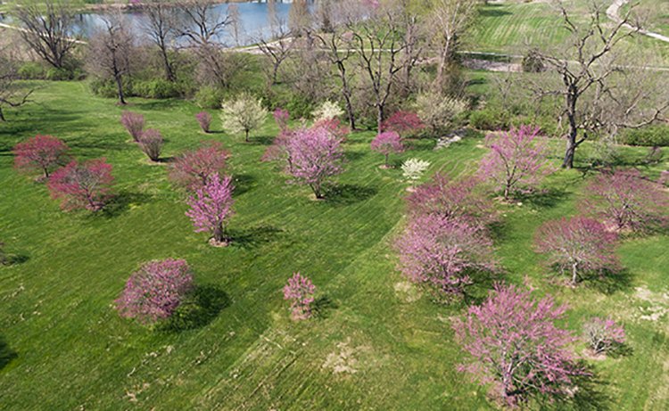 Even the red buds at Stephens Lake Park are social distancing! The tree collection is in full bloom...you can see them on the north side of the park near Riechmann Pavilion. But be like the red buds and keep your distance! #Comoparks