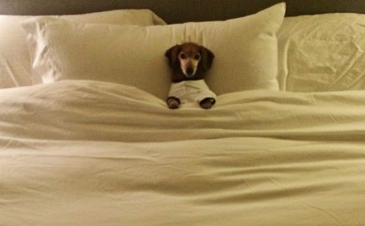WeLoveDogsUSA tweet picture