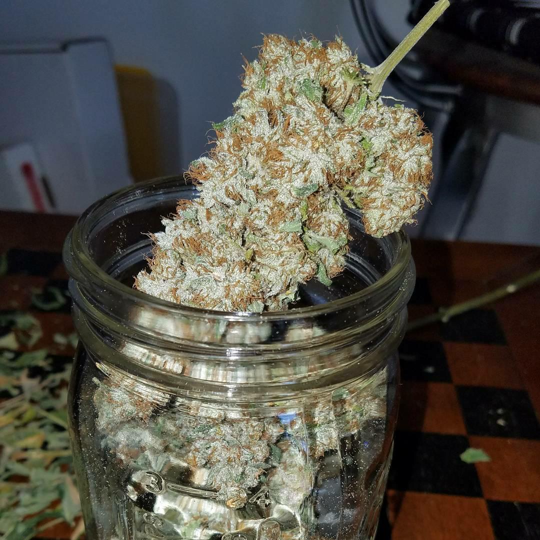 Weed952's tweet photo. #fumertueLivraison weed dans toute la France très fiable et discret. 
Snap//weed3433
Wikr// weed3433
commande mini 100€
#weedparis #weedinfrance #paristourism #franceweed #fumertue #kush #weed #beuh #jointsmoker #lapagedustoner #franceverte #420paris #Nantes https://t.co/zg7HjKid6h