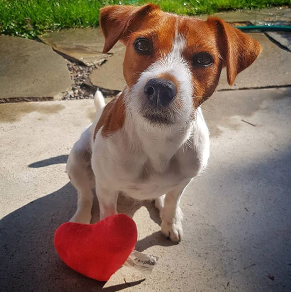 JaggiPictures's tweet photo. Frohe Ostern wünscht JaggiPictures!

#parsonrussellterrier #parsonrussellsofinstagram #parsonrussell #parson #froheostern #dog #dogstyle #love #lovethedog #ostern #happy #jaggipictures #fotografie #fotooftheday #twitter #facebook #instagram https://t.co/dvaDfqWc3b
