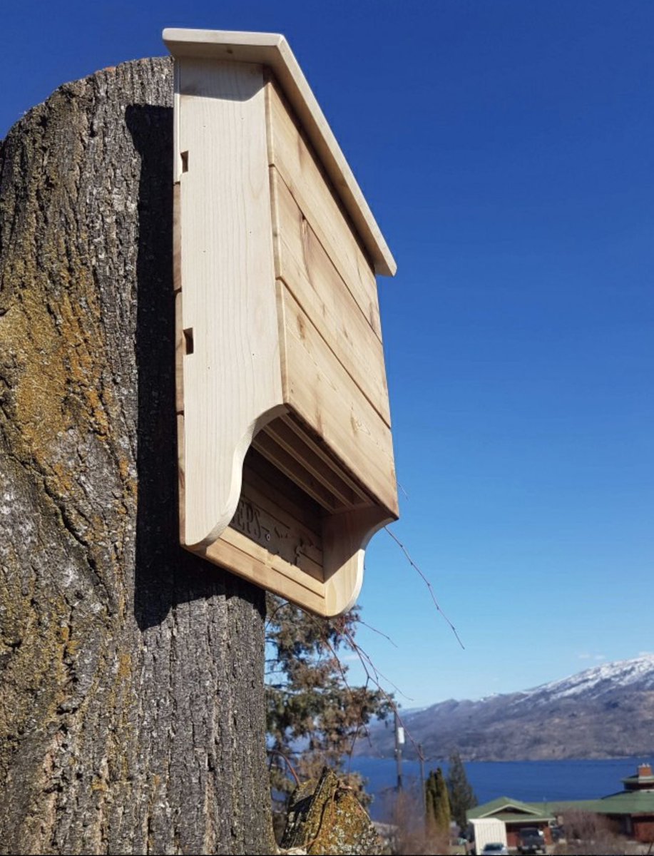 Help local bats by protecting against habitat loss #peachland #bats #habitat peachlandview.com/2020/04/09/hel…