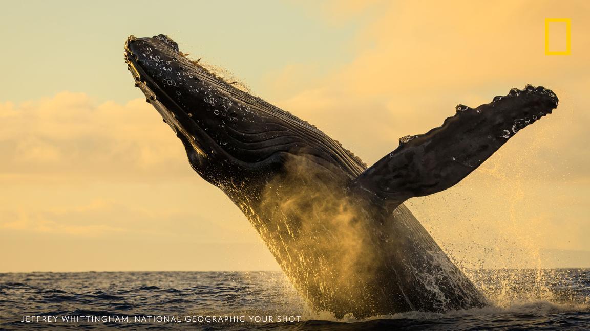 This incredible moment was documented by Your Shot photographer Jeffrey Whittingham while whale watching off the coast of Maui.