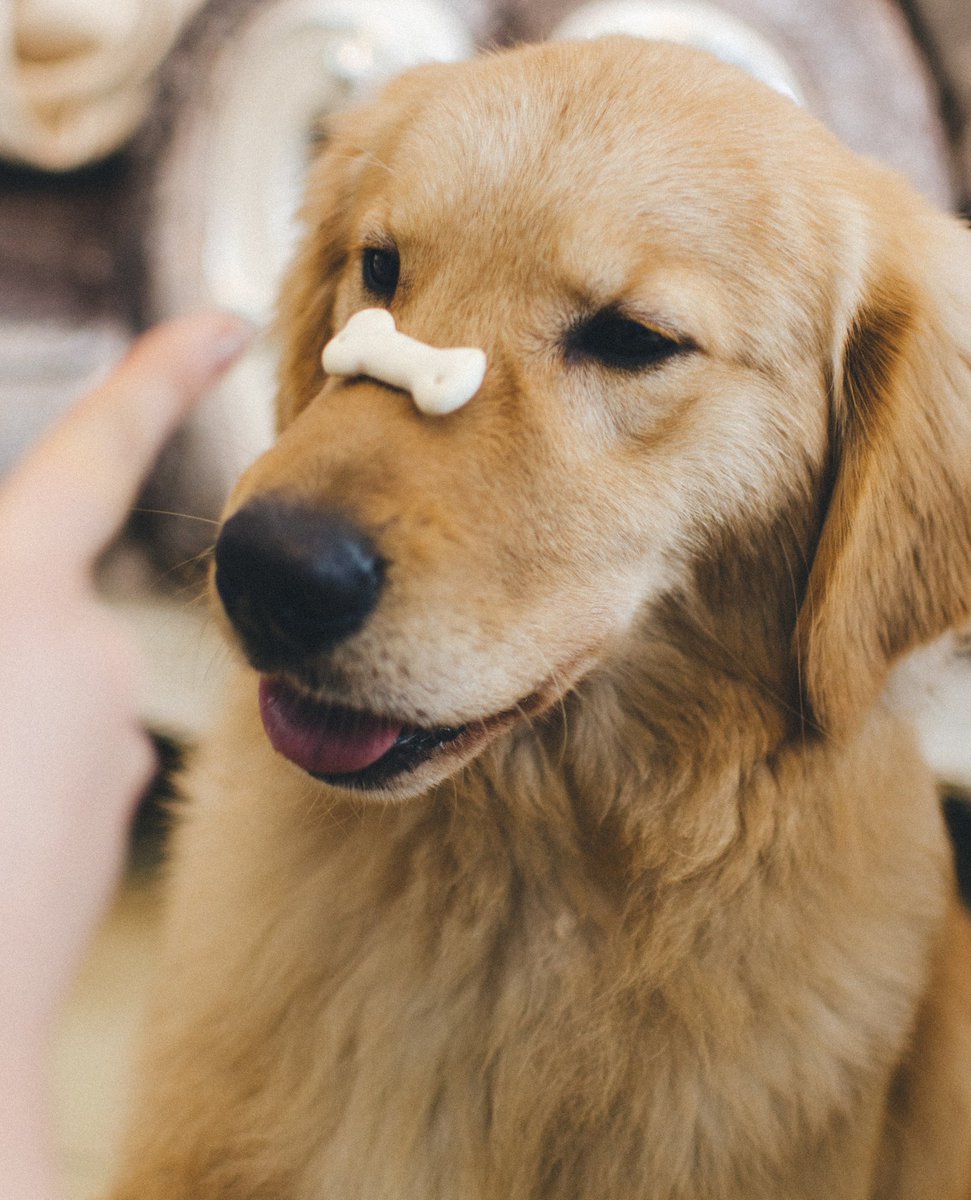 Vetsure Pet Insurance tweet media