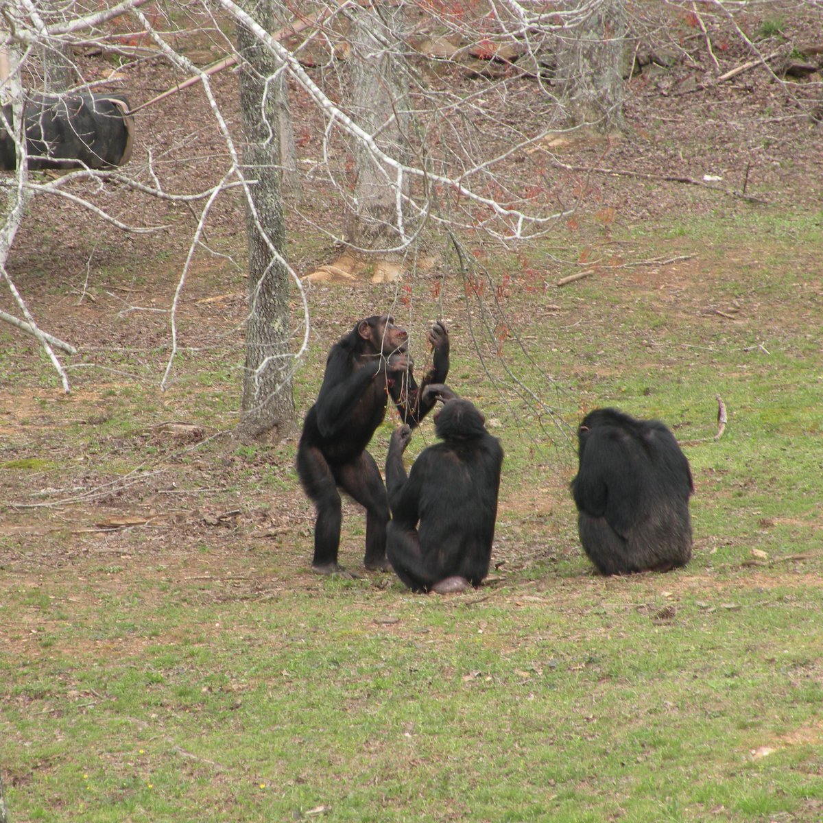 projectchimps's tweet photo. The sourwood trees are blooming! Jennifer used her long arms to reach a branch to share the first tender leaflets with Gerturde and Stirlene. We hope that one day they will try climbing the tree to reach the rest! #JenniferChimp #GertrudeChimp #StirleneChimp https://t.co/TlQ8ITmeov