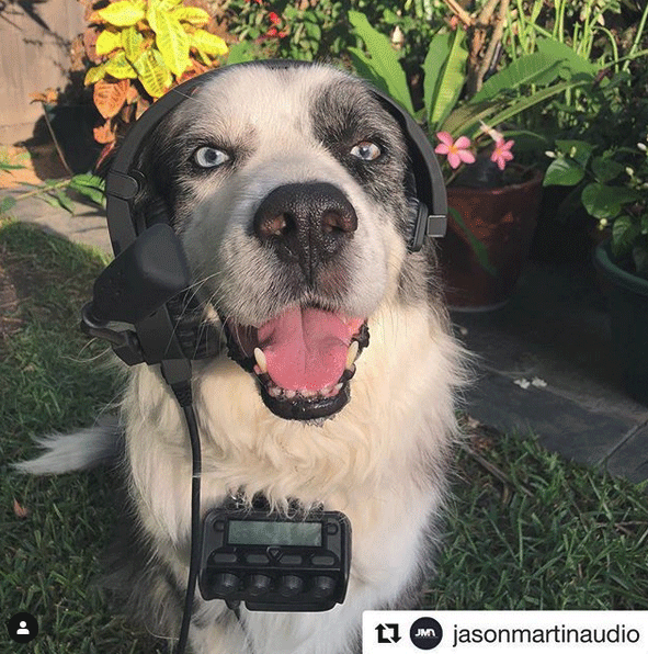 4Pliant's tweet photo. Has anyone gained any new "coworkers" during quarantine? 🐶
#RevolutionaryIntercom https://t.co/VLy8gV2yM8