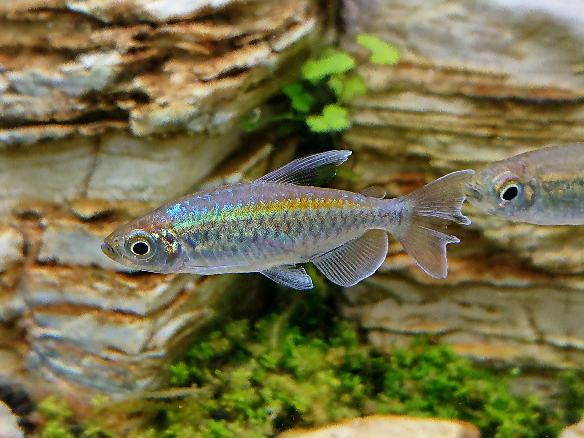 Aquafox Twitter更新されないから コンゴテトラの写真を載せておく コンゴテトラ T Co Fcxev916mf Twitter